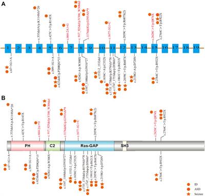 Phenotype and genotype analyses of Chinese patients with autosomal dominant mental retardation type 5 caused by SYNGAP1 gene mutations